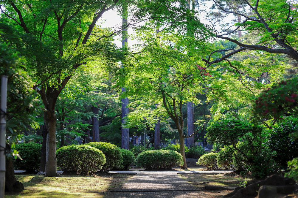 Trees and shrubs